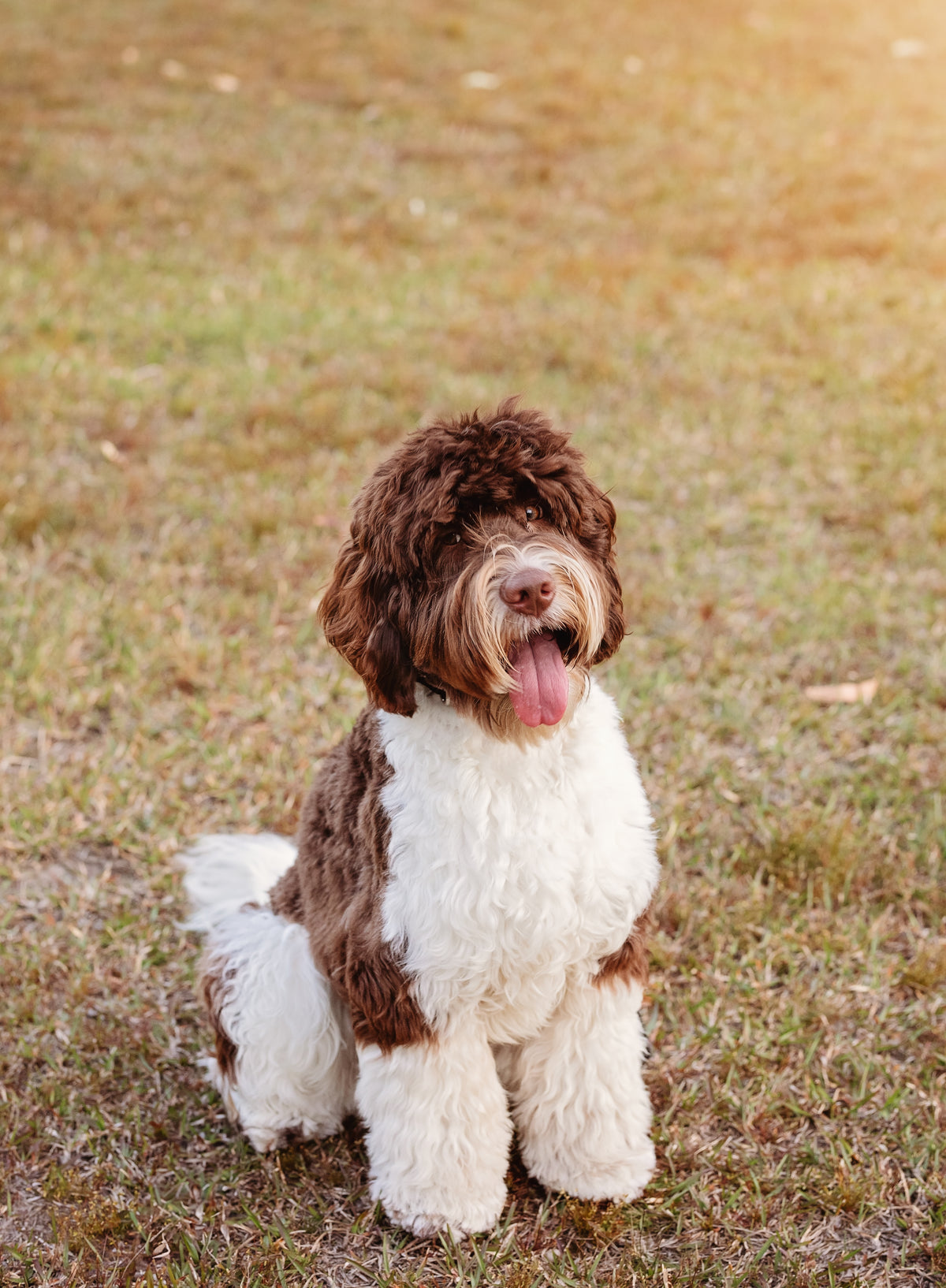 Cobberdogs of Billietea Lane
